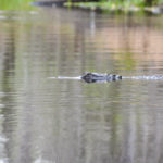 Gator Crossing Sweetwater Creek