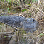 Gator Face Off - Sweetwater Creek