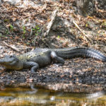 Gator along the Alafia River