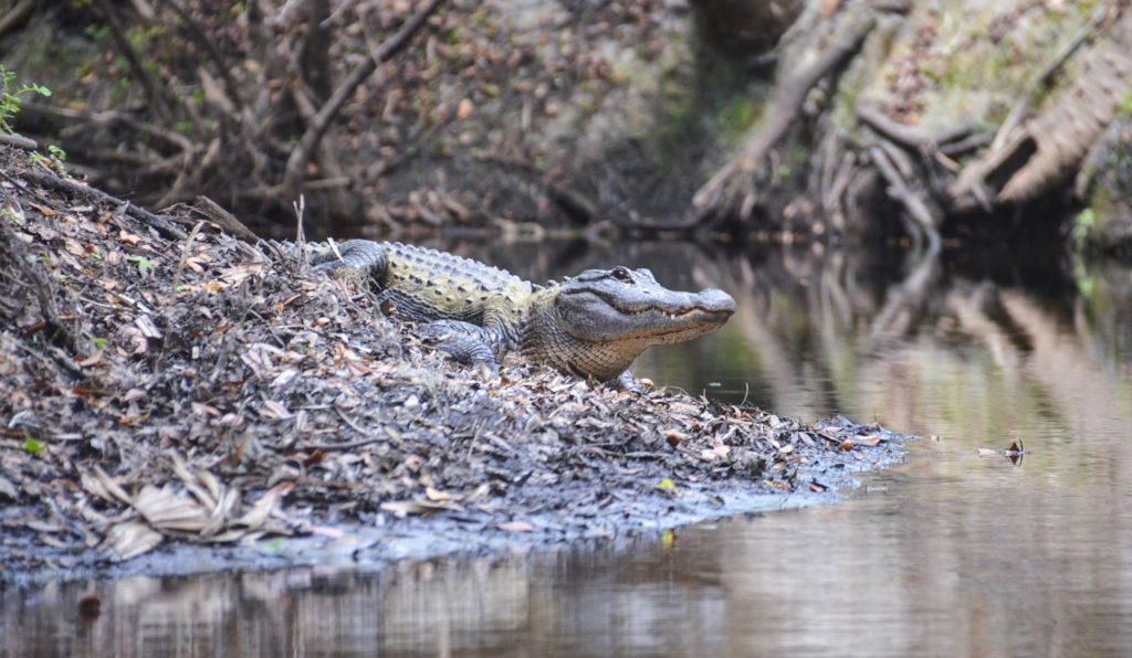 Gator on Alafia River