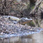 Gator on Alafia River