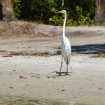 Heron Send Off on Cockroach Bay