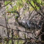 Hidden Blue Heron - Alafia River