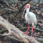 Ibis - Alafia River