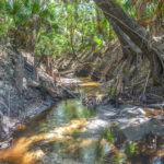 Incomming Side Creek - Alafia River