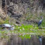 Large Softshell Turtle