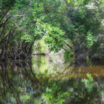 Little Manatee River Canopy