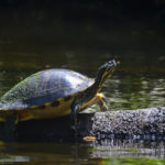 Little Manatee River Cooter