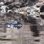 Lurking Gator - Sweetwater Creek