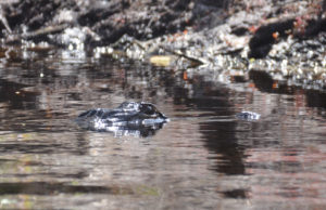 Lurking Gator - Sweetwater Creek