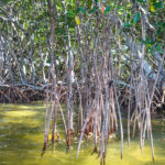 Mangrove roots reaching into water