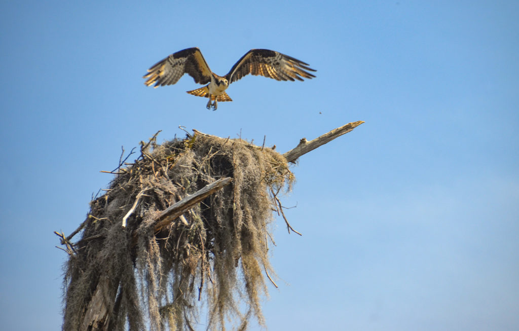 Osprey Leaving Nest - Sweetwater Creek