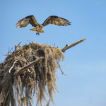 Osprey Leaving Nest - Sweetwater Creek