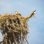 Osprey Nest - Sweetwater Creek