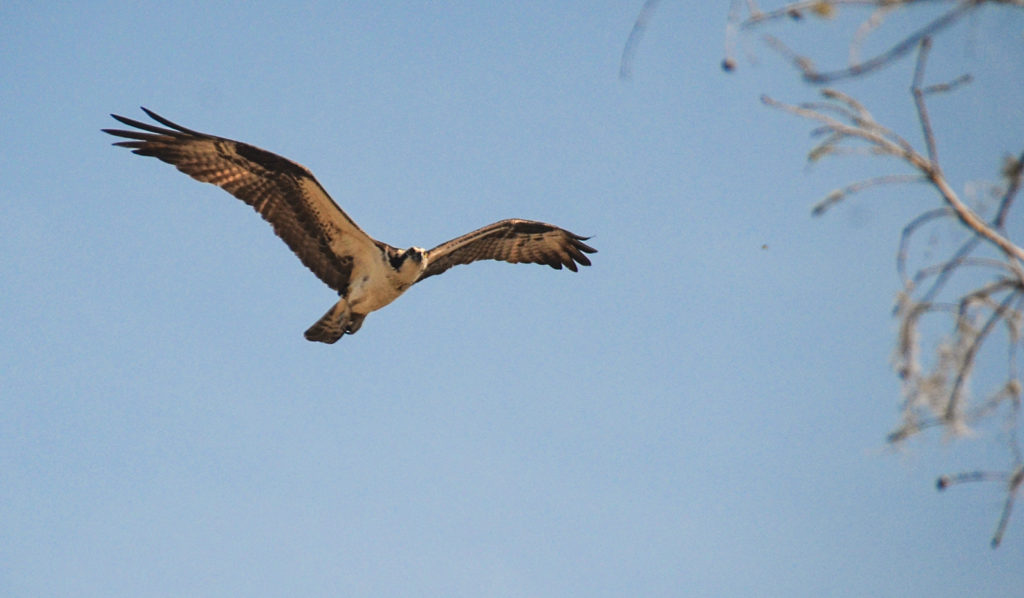 Osprey Observes over Sweetwater Creek