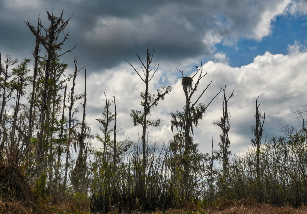 Osprey Sentinel