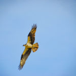 Osprey in Flight - Sweetwater Creek