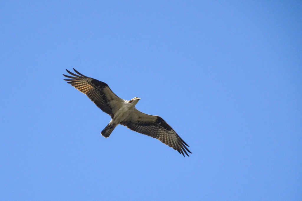 Osprey over Bulow Creek