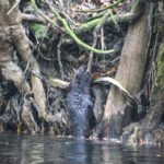 Otter Climbs the Alafia River bank