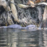 Otter on the Alafia River