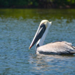 Pelican on Cockroach Bay