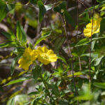 Peruvian Water Primrose - Little Manatee River