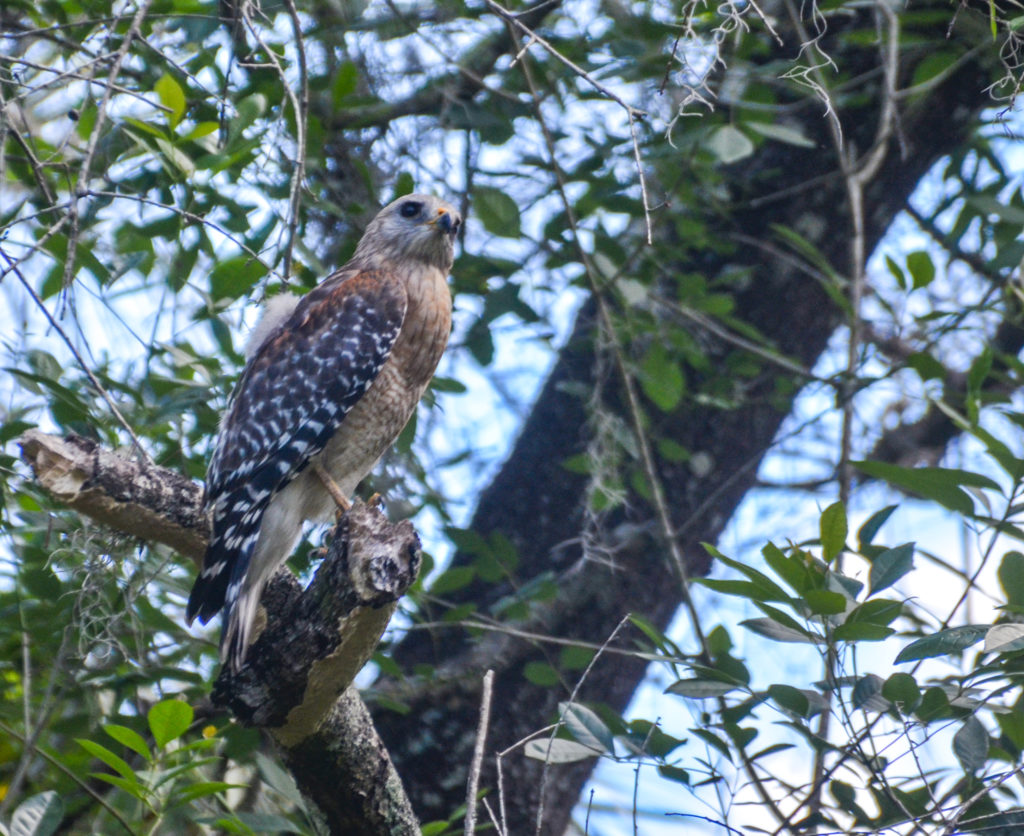 Red Shouldered Hawk - Little Manatee River