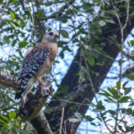 Red Shouldered Hawk - Little Manatee River