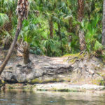 Rest Stop on the Alafia River