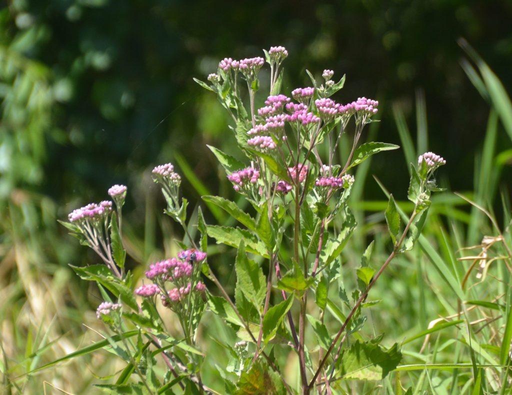 Salt Marsh Fleabane – Little Manatee River