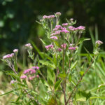 Salt Marsh Fleabane – Little Manatee River