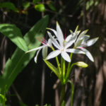 Swamp Lilly - Little Manatee River