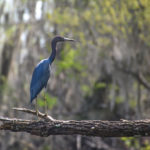 Tri-Colored Heron - Sweetwater Creek