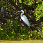 White Heron on Cockroach Bay