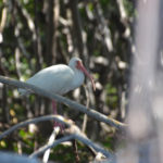 Young Ibis - Cockroach Bay