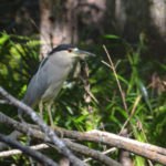 Black Crowned Night Heron - Haw Creek