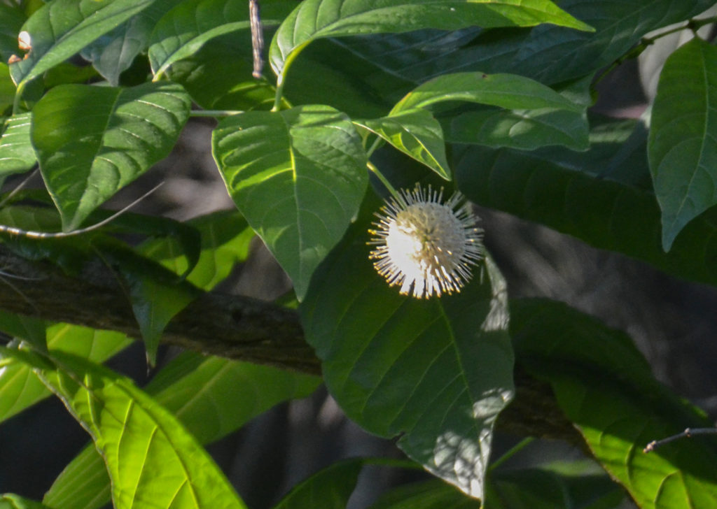 Buttonbush - Haw Creek