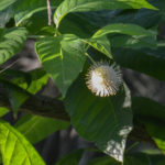 Buttonbush - Haw Creek