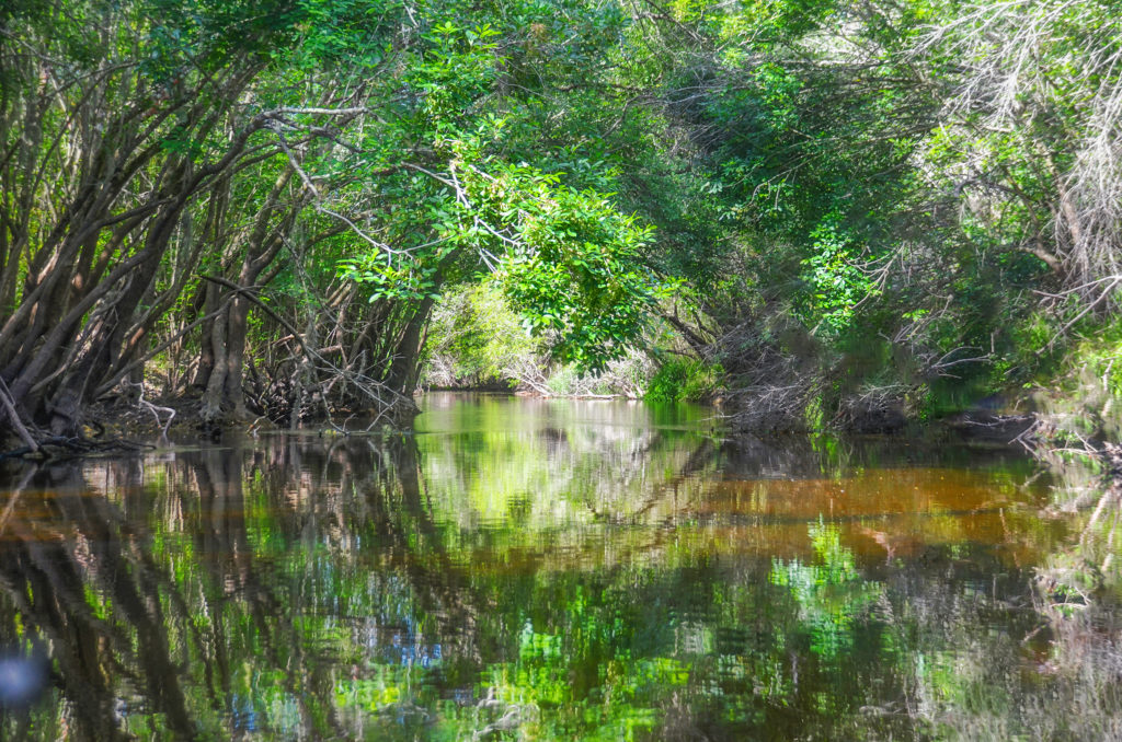 Canopy over Little Manatee River