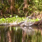 Gator Enters Water - Haw Creek