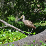 Limpkin - Haw Creek