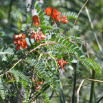 Purple Sesban - Haw Creek