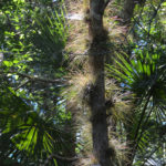 Tillandsia on Haw Creek