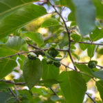 Common Persimmon ( Diospyros virginiana ) - Haw Creek