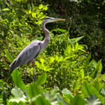 Blue Heron on Bear Creek