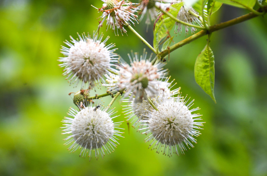 Buttonbush - Salt Springs