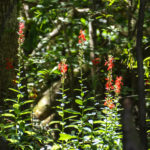 Cardinal Flower along Bear Creek