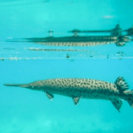 Florida Gar - Rainbow River