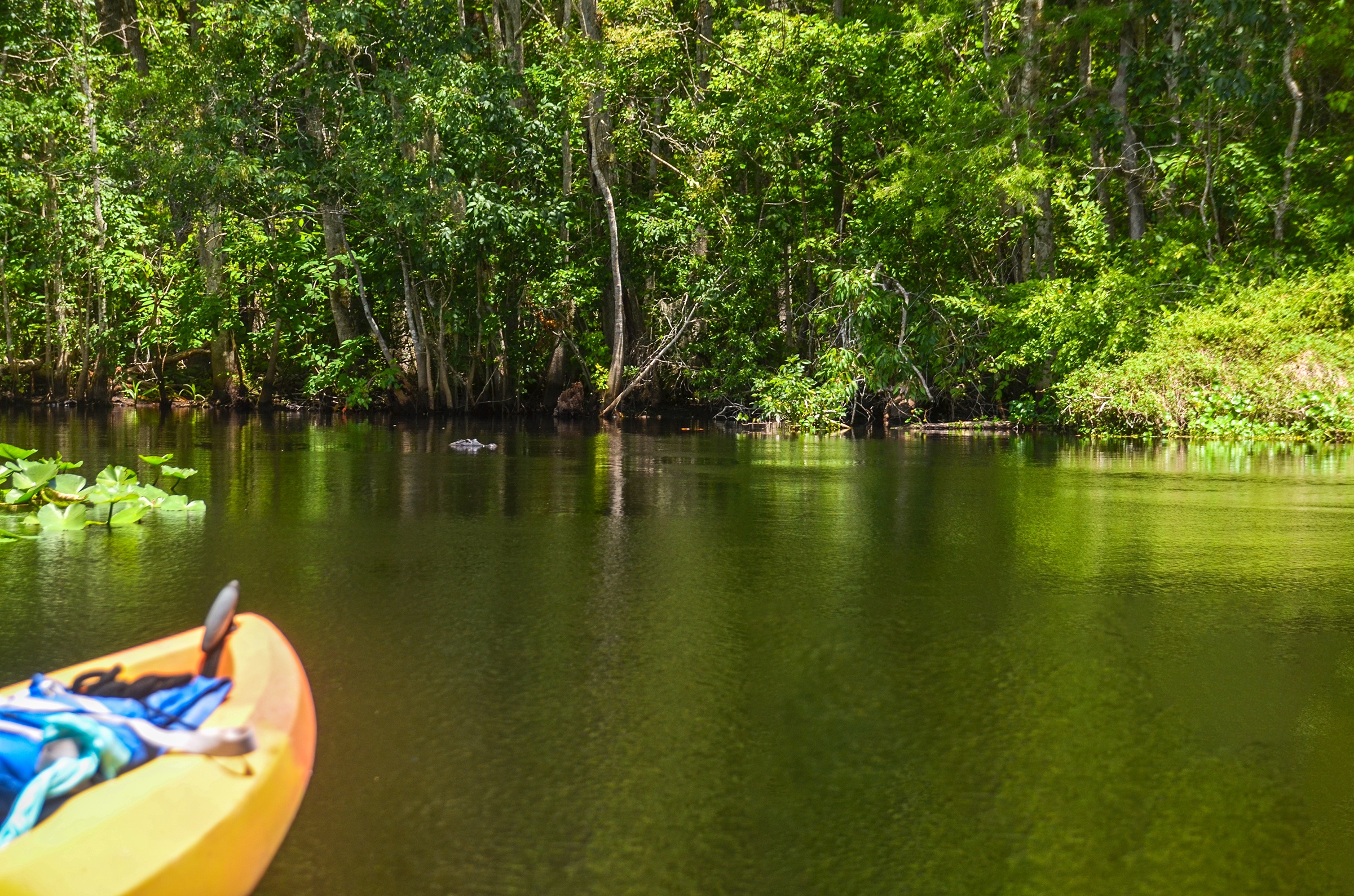 Gator waiting on Bear Creek | Florida Paddle Notes