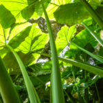 Giant Elephant Ears - Rainbow River